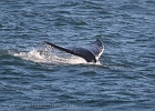 Dozens of "local" gray whales feed close to shore in summer.